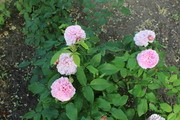 UTW Kutno img_5296.jpg
